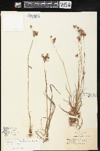 Luzula bulbosa image