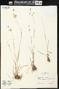 Luzula bulbosa image