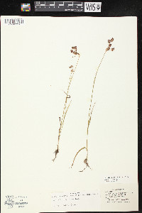 Luzula bulbosa image