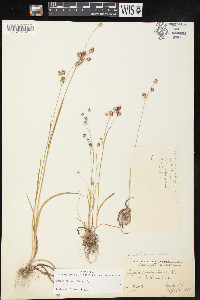 Luzula bulbosa image