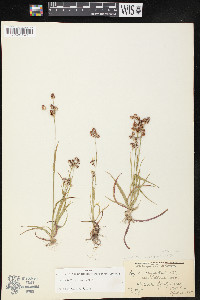 Luzula bulbosa image