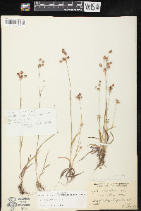Luzula bulbosa image