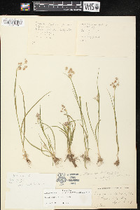 Luzula bulbosa image