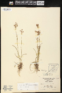 Luzula bulbosa image