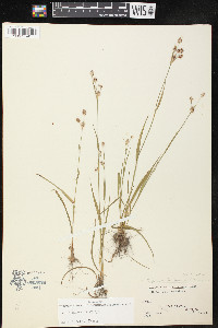 Luzula bulbosa image