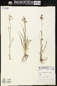 Luzula bulbosa image