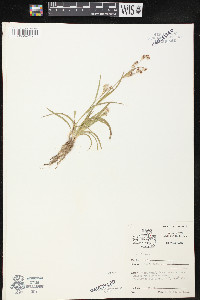 Luzula campestris image