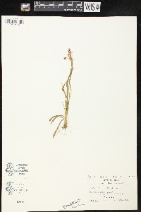 Luzula bulbosa image