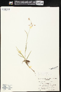 Luzula campestris image