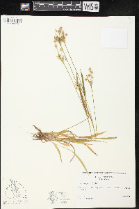 Luzula campestris image