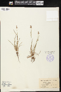 Luzula multiflora image