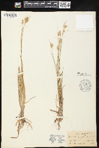 Luzula campestris var. congesta image