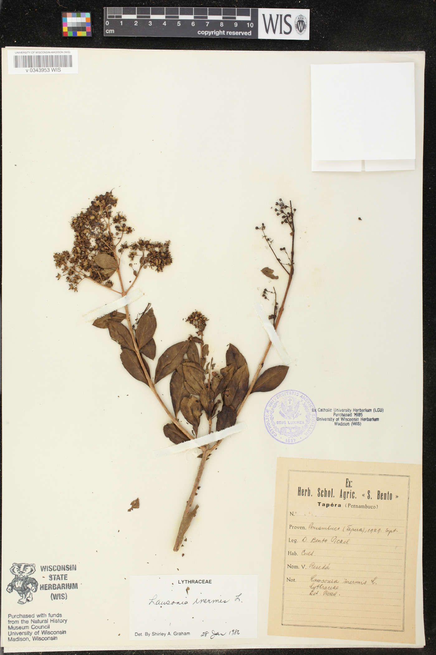 Lawsonia inermis image