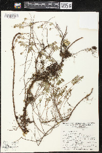 Lythrum acinifolium image