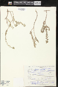 Lythrum acinifolium image