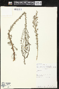 Lythrum maritimum image