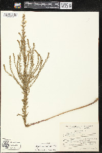 Lythrum maritimum image
