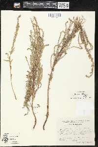 Lythrum maritimum image