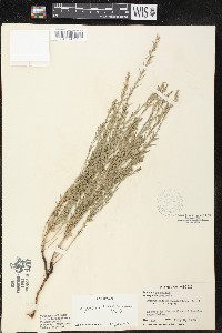 Lythrum californicum image