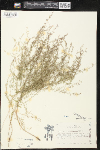 Lythrum californicum image