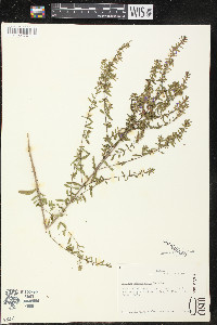 Lythrum californicum image