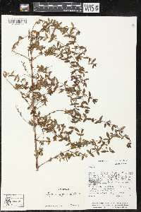 Lythrum gracile image