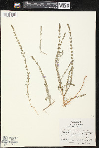 Lythrum gracile image