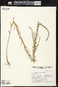 Lythrum gracile image