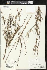 Lythrum gracile image