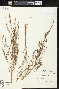 Lythrum gracile image