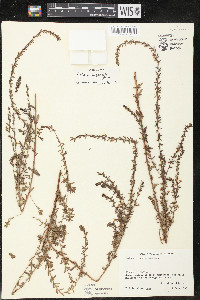Lythrum gracile image