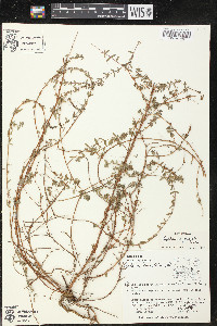 Lythrum gracile image