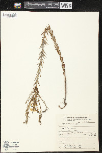 Lythrum gracile image