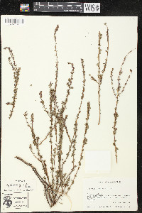 Lythrum gracile image