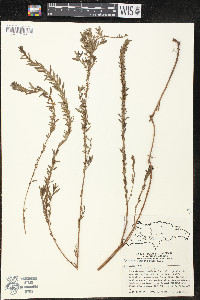 Lythrum lanceolatum image