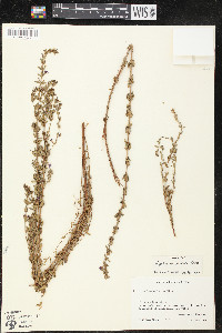 Lythrum gracile image