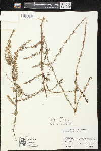 Lythrum gracile image