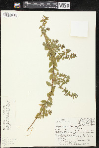 Lythrum vulneraria image