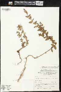 Lythrum vulneraria image