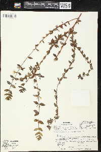 Lythrum vulneraria image