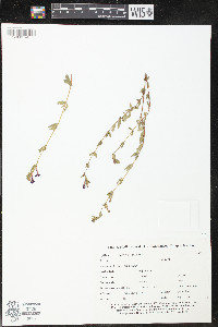 Lythrum vulneraria image