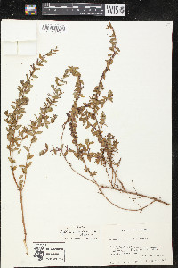 Lythrum vulneraria image