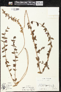 Lythrum vulneraria image