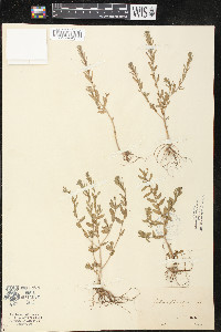 Lythrum hyssopifolia image