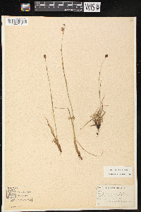 Luzula confusa image