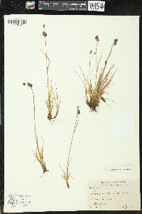 Luzula confusa image