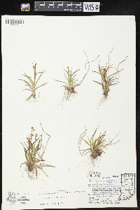 Luzula echinata image
