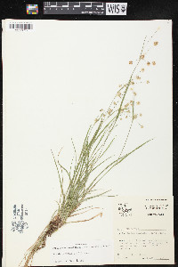 Luzula echinata image