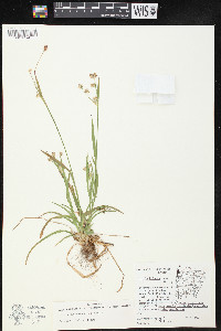 Luzula echinata image