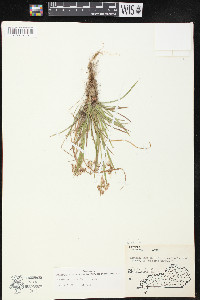 Luzula echinata image